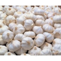 Best Fresh Natural Garlic